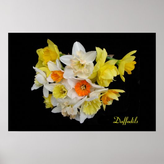 Daffodils Poster (Voorkant)