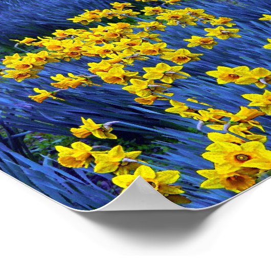 Daffodils reflecteren poster (Hoek)