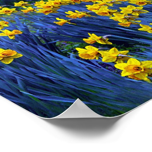 Daffodils reflecteren poster (Hoek)