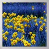 Daffodils reflecteren poster (Voorkant)