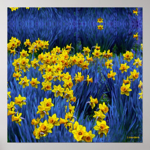 Daffodils reflecteren poster