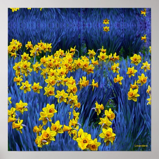 Daffodils reflecteren poster (Voorkant)