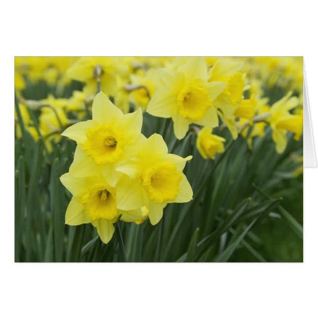 Daffodils RF) (Voorkant Horizontaal)