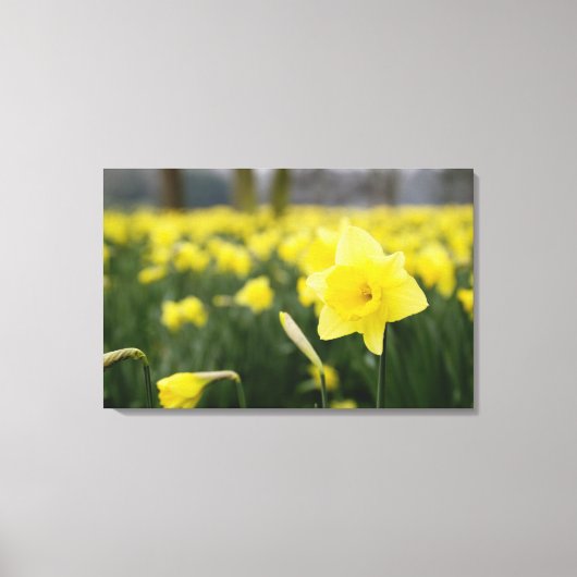 Daffodils (RF) Canvas Afdruk (Voorkant)