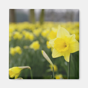 Daffodils (RF) Magneet