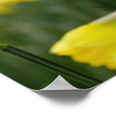 Daffodils (RF) Poster (Hoek)