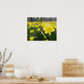 Daffodils (RF) Poster (Keuken)