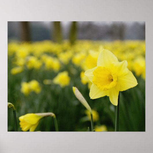 Daffodils (RF) Poster (Voorkant)