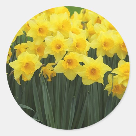 Daffodils Ronde Sticker (Voorkant)