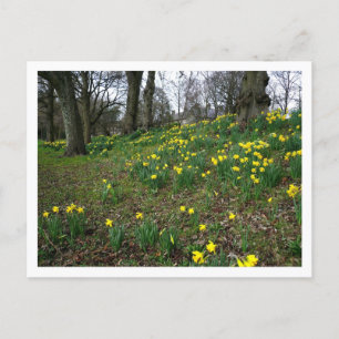 Daffodils. Sophia Gardens, Cardiff, Wales. UK Briefkaart
