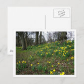 Daffodils. Sophia Gardens, Cardiff, Wales. UK Briefkaart (Voorkant / Achterkant)