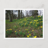 Daffodils. Sophia Gardens, Cardiff, Wales. UK Briefkaart (Voorkant)