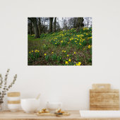 Daffodils. Sophia Gardens, Cardiff, Wales. UK Poster (Keuken)