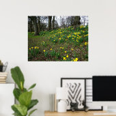 Daffodils. Sophia Gardens, Cardiff, Wales. UK Poster (Thuiskantoor)