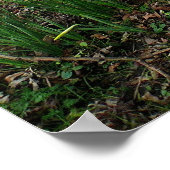 Daffodils. Sophia Gardens, Cardiff, Wales. UK Poster (Hoek)