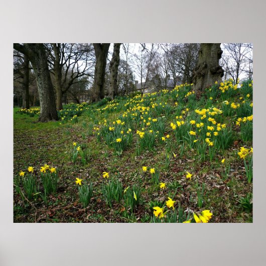 Daffodils. Sophia Gardens, Cardiff, Wales. UK Poster (Voorkant)