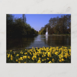 Daffodils St James's Park, Londen Briefkaart