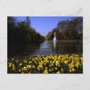 Daffodils St James's Park, Londen Briefkaart