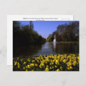 Daffodils St James's Park, Londen Briefkaart (Voorkant / Achterkant)