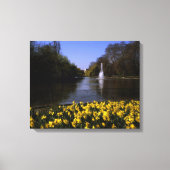 Daffodils St James's Park, Londen Canvas Afdruk (Voorkant)