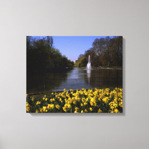 Daffodils St James's Park, Londen Canvas Afdruk