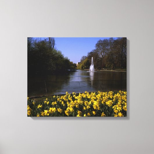 Daffodils St James's Park, Londen Canvas Afdruk (Voorkant)