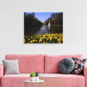 Daffodils St James's Park, Londen Canvas Afdruk (Insitu (Woonkamer))
