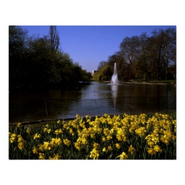Daffodils St James's Park, Londen Perfect Poster