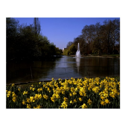 Daffodils St James's Park, Londen Perfect Poster (Voorkant)