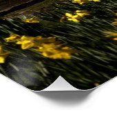 Daffodils St James's Park, Londen Perfect Poster (Hoek)