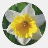 Daffodils symboliseren vernieuwing - Sticker (Voorkant)
