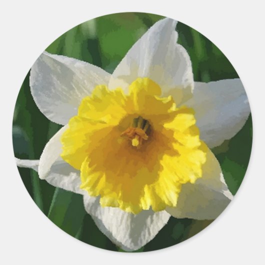 Daffodils symboliseren vernieuwing - Sticker (Voorkant)