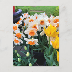Daffodils & Tulips, Oregon Briefkaart