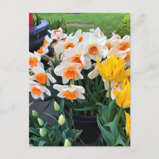 Daffodils & Tulips, Oregon Briefkaart (Voorkant)