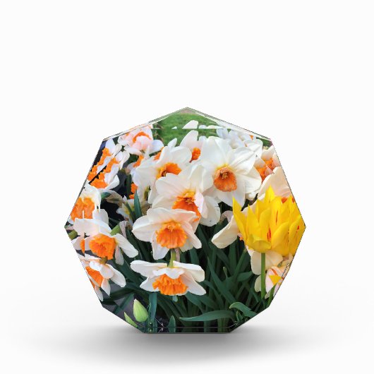 Daffodils & Tulips, Oregon Fotoblokken (Voorkant)