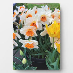 Daffodils & Tulips, Oregon Fotoplaat