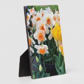 Daffodils & Tulips, Oregon Fotoplaat (Zijkant)