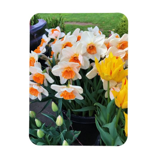 Daffodils & Tulips, Oregon Magneet (Verticaal)