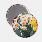Daffodils & Tulips, Oregon Magneet (Voorkant / Achterkant)
