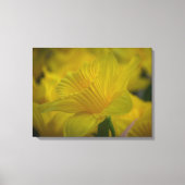 Daffodils up close canvas print (Voorkant)