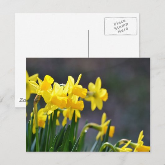 Daffodils Upclose Briefkaart (Voorkant / Achterkant)