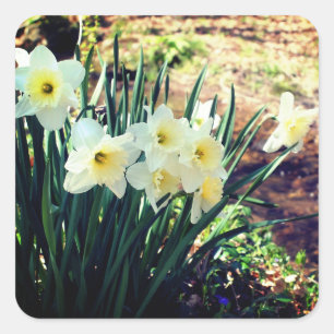 Daffodils van Brook Floral Vierkante Sticker