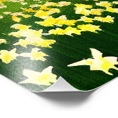 Daffodils velden - schilderen foto afdruk (Hoek)
