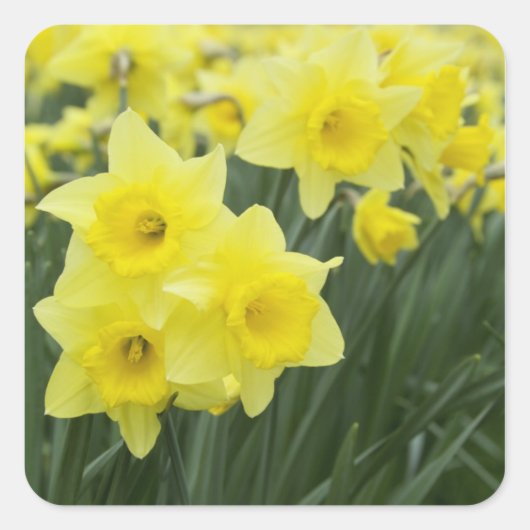 Daffodils Vierkante Sticker (Voorkant)