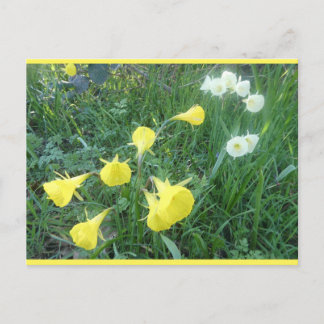 Daffodils White & Yellow Arctic Bells DIY Postcard Feestdagenkaart