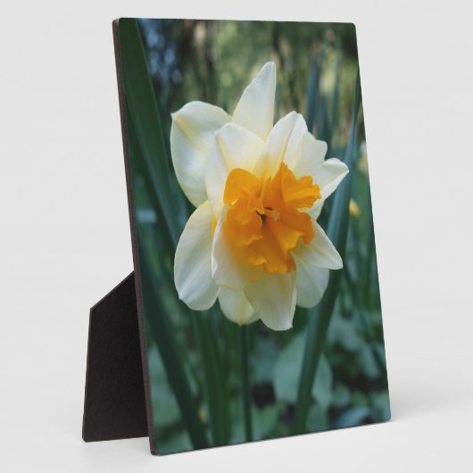 Daffodilventilator Fotoplaat (Zijkant)