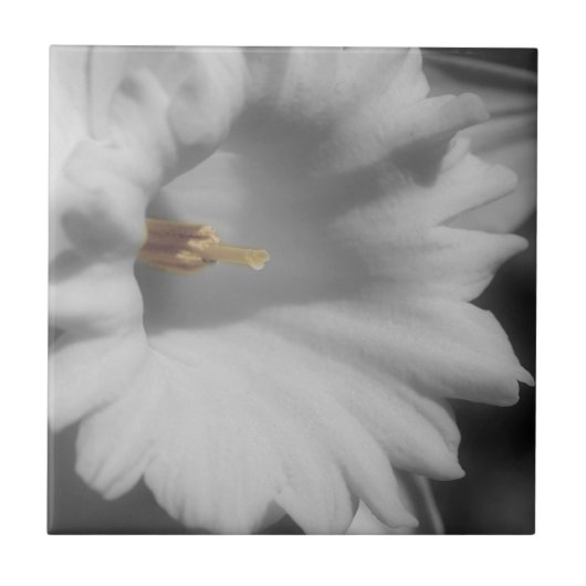 Daffodilventilator in zwart-wit tegeltje (Voorkant)