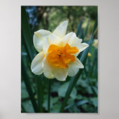 Daffodilventilator Poster (Voorkant)