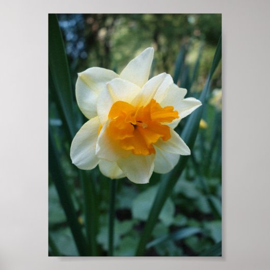 Daffodilventilator Poster (Voorkant)