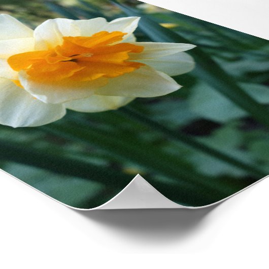 Daffodilventilator Poster (Hoek)